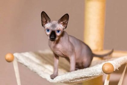 mladá barevná sphynx kočka v houpací síti - sphynx bezsrsté kočky - stock snímky, obrázky a fotky