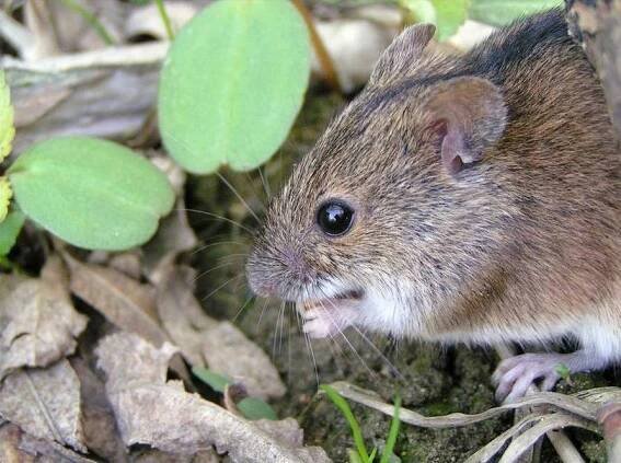 Obrázek - Apodemus agrarius (myšice temnopásá) | BioLib.cz