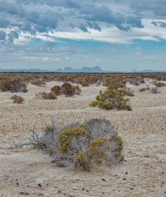 Prevalence and drivers of abrupt vegetation shifts in global drylands - Crowther Lab