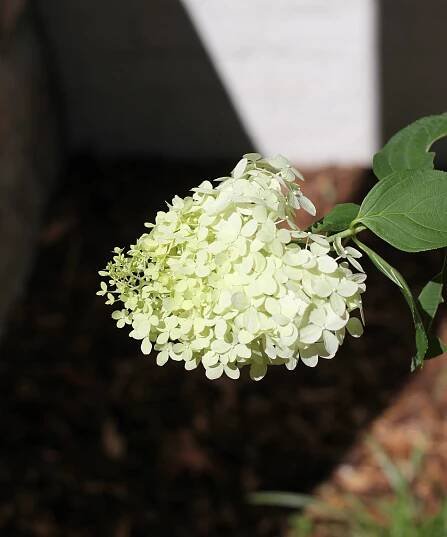 How to Grow a Limelight Hydrangea Tree - Plank and Pillow