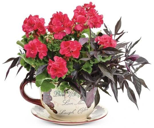Boldly® Dark Red Geranium