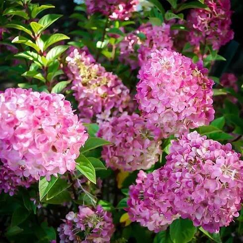 Sunday Fraise Hydrangea