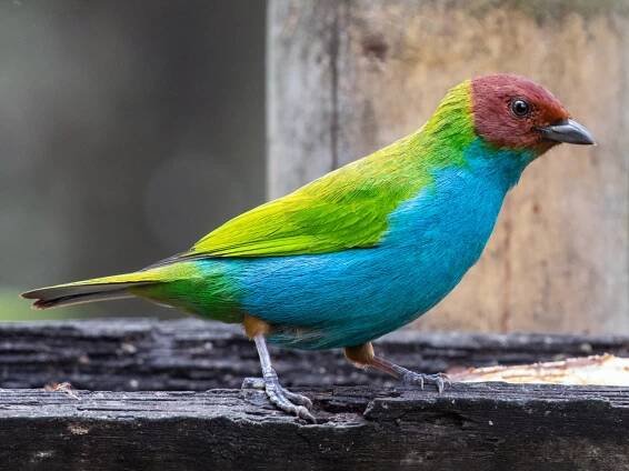 Tangara gyrola