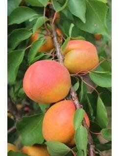 Pinkcot 683x1024