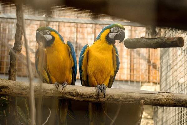 Čtrnáct let od otevření Papouščí zoologické zahrady v Bošovicích. Chystá program