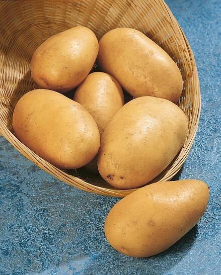 Solanum Tub. ´SUNITA´ , Sadbové brambory žluté, rané, bal. 1 kg, I.