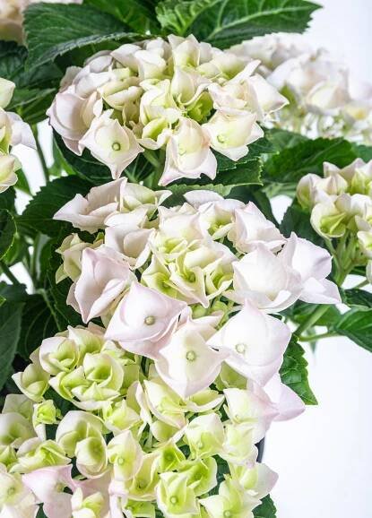 Hortenzie velkolistá, Hydrangea macrophylla, bílá, skladem | ZAZUMi.cz