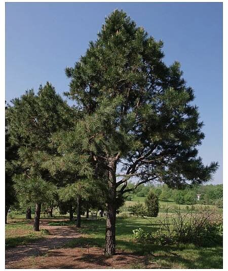 BOROVICE VIRGINSKÁ - PINUS VIRGINIANA - ARBOLANDIA