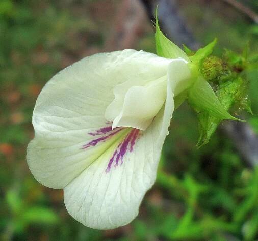 Soubor:Clitoria falcata-2.jpg – Wikipedie