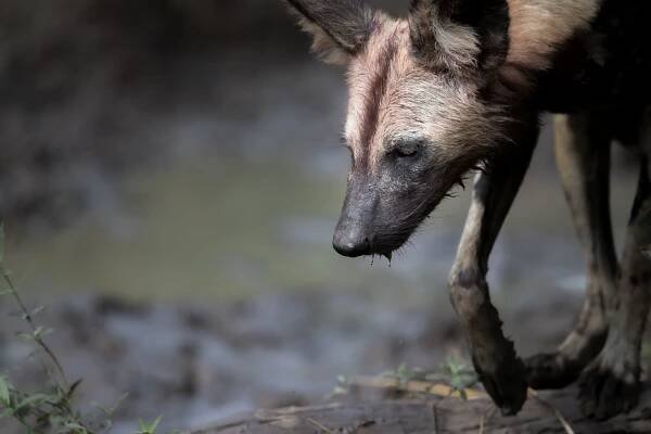 Wild Zambia – Daniela Anger Photography