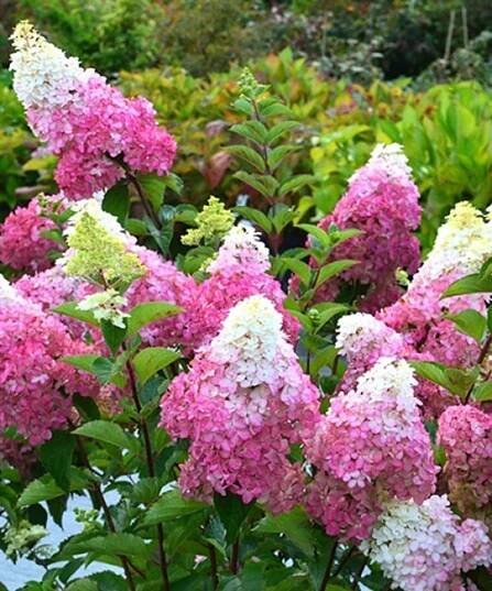 Hortenzie 'Fraise Melba®'