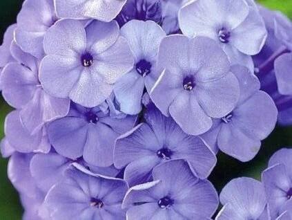 Plaménka latnatá 'Blue Boy' - Phlox paniculata 'Blue Boy' Balení: kontejner p12