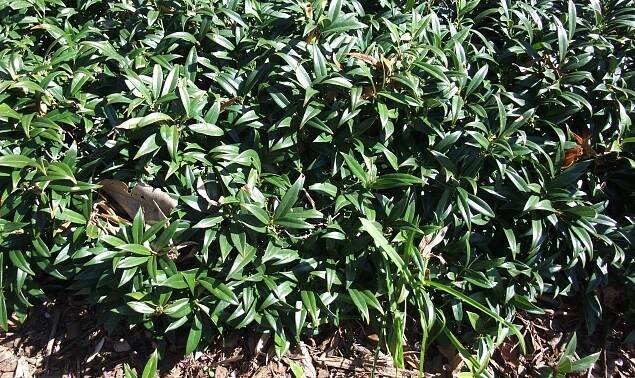 Sarcococca hookeriana