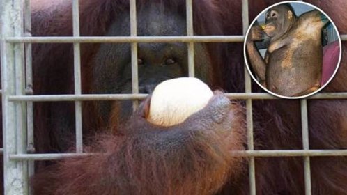 Orangutaní prostitutka Pony (24): Našli ji nalíčenou, spoutanou a znásilněnou v nevěstinci – eXtra.cz