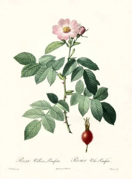 Apple Rose vintage ilustrace — Stock obrázek