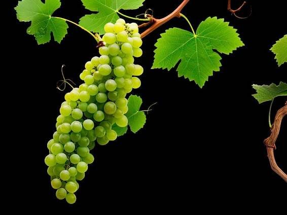 Foire aux vins - du 20 mars au 9 avril 2024 by Supermarchés E.Leclerc Luxembourg - Issuu