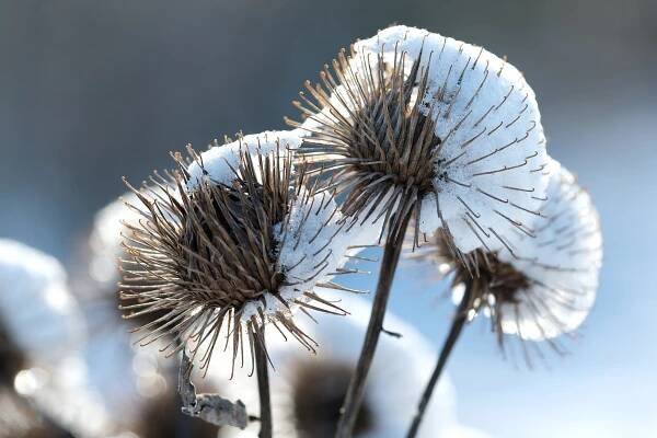 Makro a detail – Dodofoto