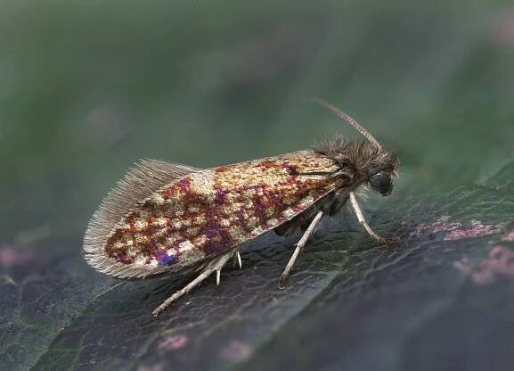 Eriocrania cicatricella