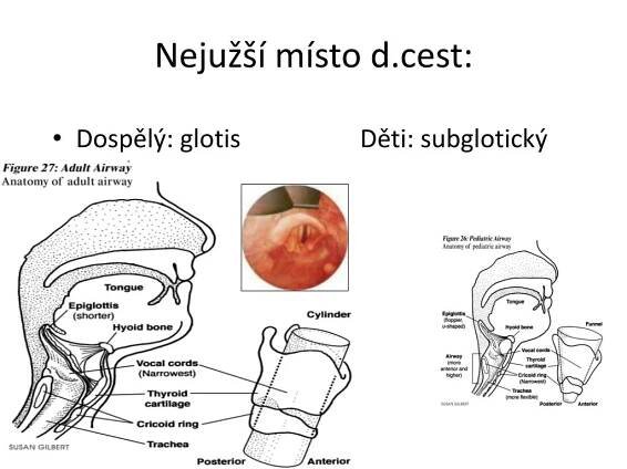 PPT - Resuscitace 2 základní životní funkce dušení, obstrukce cizím tělesem pomůcky k ventilaci, AED PowerPoint Presentation