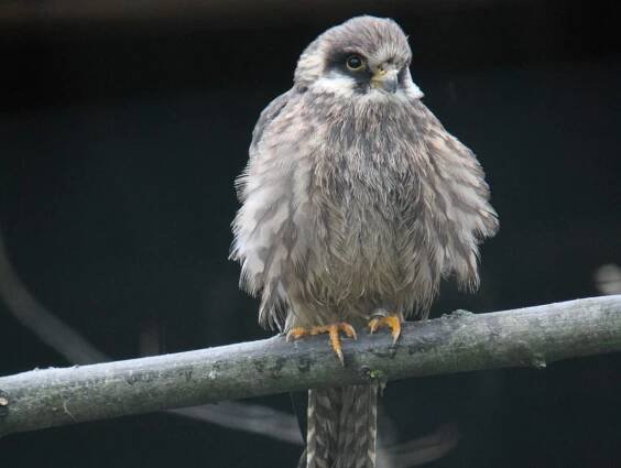Ptáci – 2. stránka – Zoo Hodonín