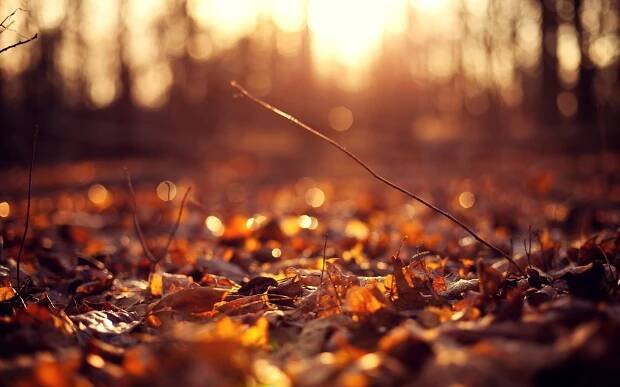 Aesthetic Fall Sunset Wallpaper