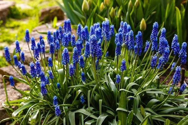 Modřence, krásný sytě modrý kontrast třeba k žlutě kvetoucím narcisům (Zdroj: Shutterstock)