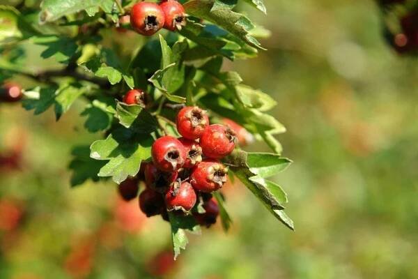 Hloh jednosemenný (Crataegus monogyna)
