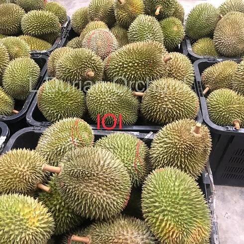 List of The Best Durian Farms In Malaysia – Durians.com | Your Ultimate Source Of Information About The King Of Tropical