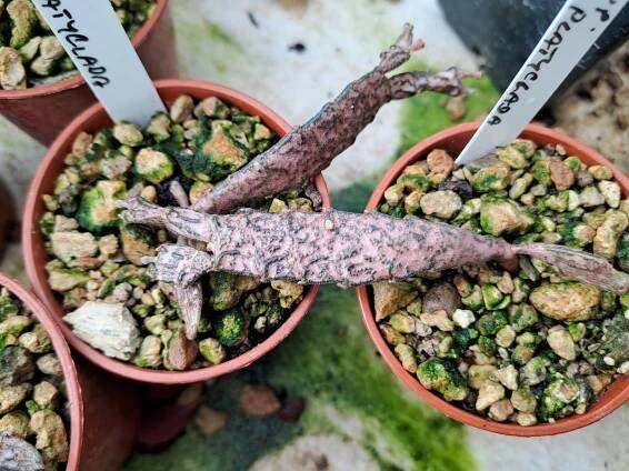 Euphorbia platyclada | 