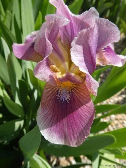 Kosatec zahradní - Iris barbata nana Bembes, květy, květenství