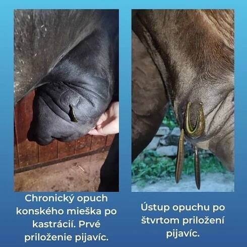 Otok šourku u koně a hirudoterapie