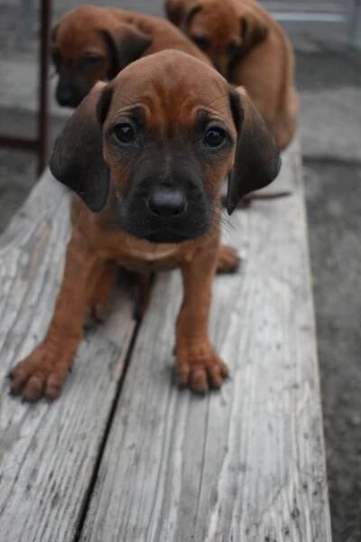Rhodéský Ridgeback bez PP
