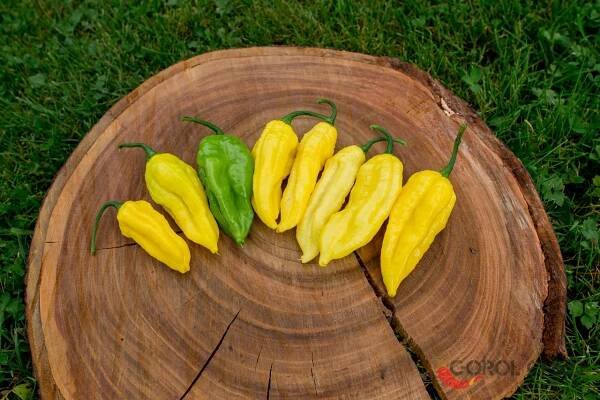 Naga Yellow | Chilli semena