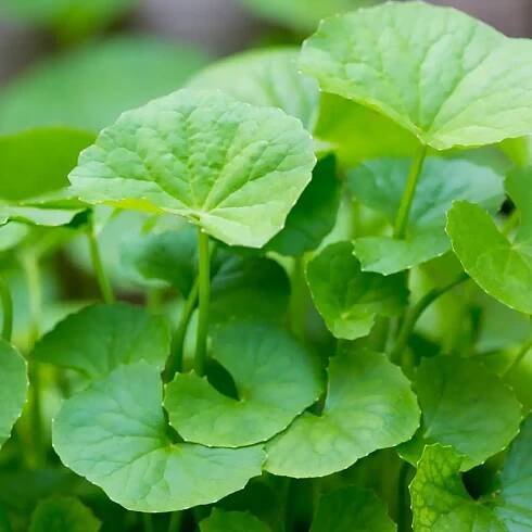 Centella asiatica