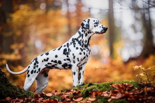 Galerie – Herrmann's Dalmatian