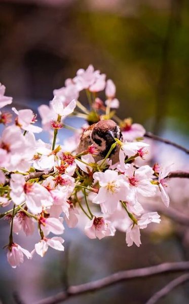 Sakura: Symbol Japonska, které nyní kvetou - Asianstyle