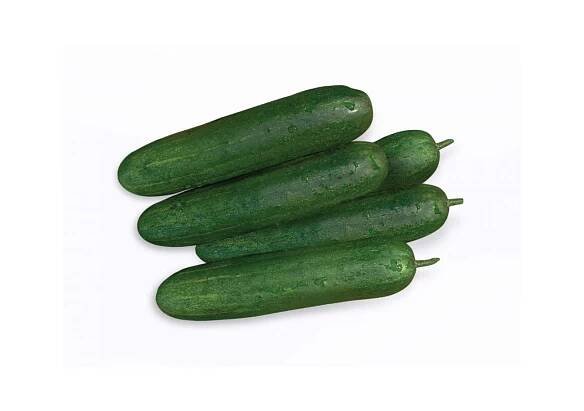 Cucumber – Allied Botanical Corporation