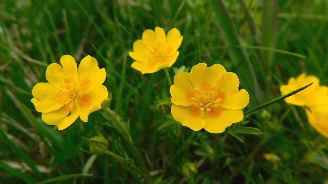 Mochna zlatá (Potentilla aurea)