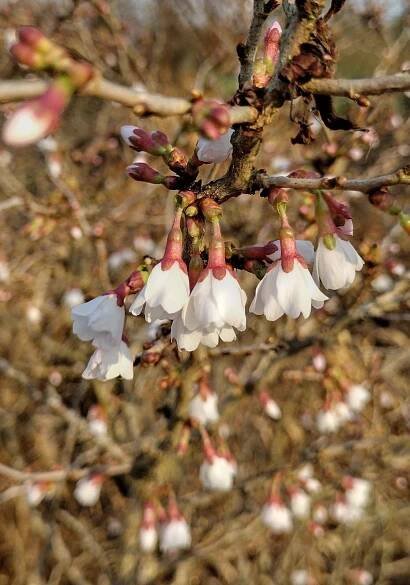 Prunus incisa 'Kojo-no-mai'