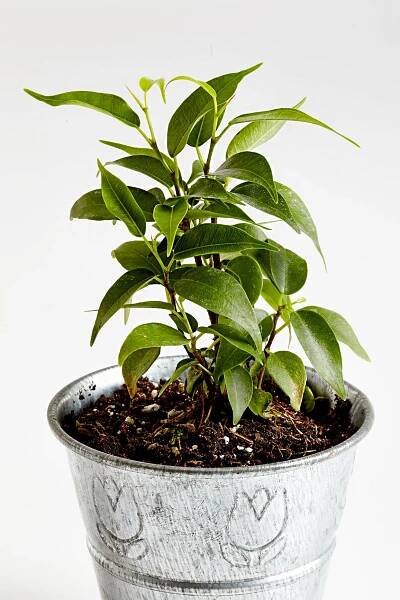 Weeping Fig