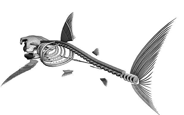 3D great white shark https://p.turbosquid.com/ts-thumb/3H/rWDQ9C/0t/s/jpg/1681119041/1920x1080/fit_q87/dc361261ccabd42823b3cd4aa6b39c87ce54f9f7/s.jpg