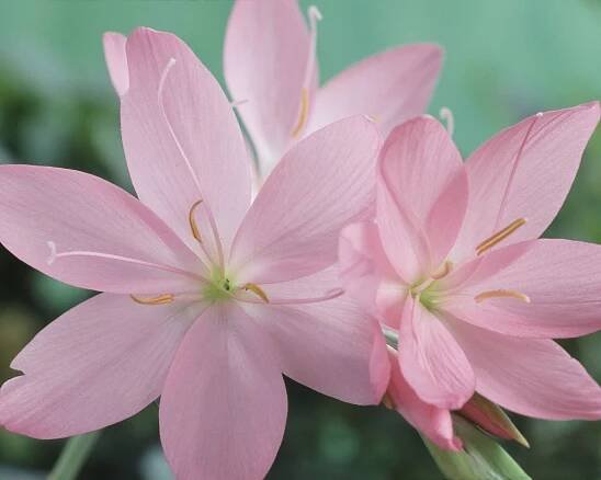 Hesperantha coccinea &lsquo;Jennifer&rsquo;