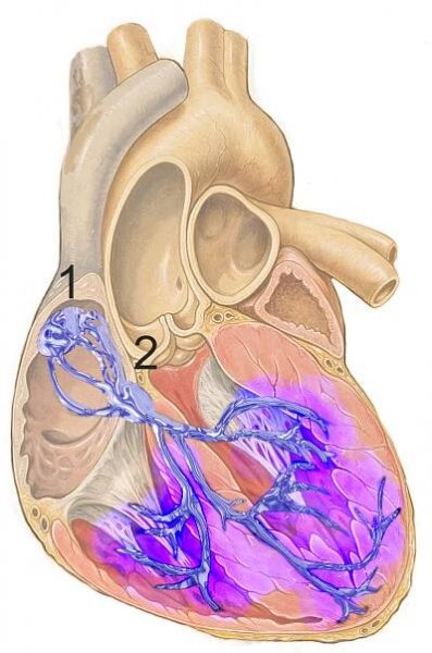 Electrocardiograma - Wikipedia, la enciclopedia libre