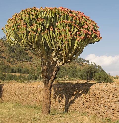 Tree Species Hluhluwe and Surrounds 1
