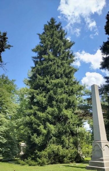 Picea orientalis