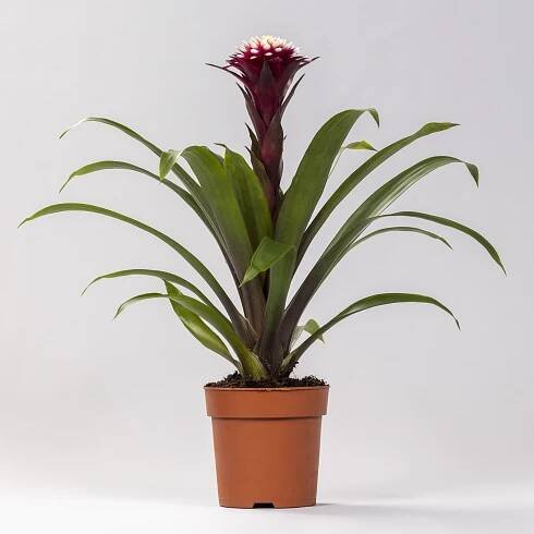 GROW by OBI Guzmánie (Guzmania hybrid) "Francesca" cca pr. 12 cm