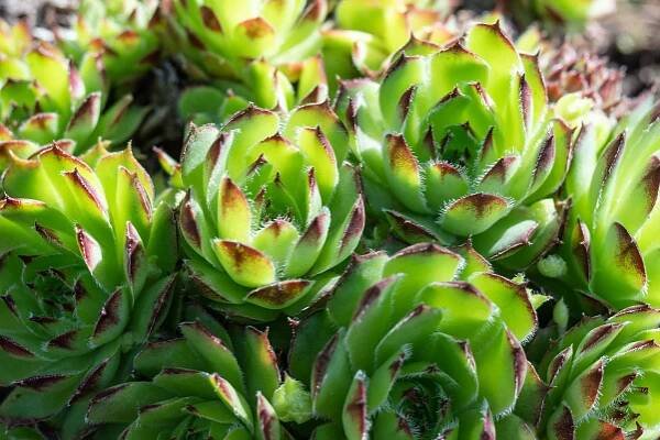 Sempervivum-tectorum-cv2