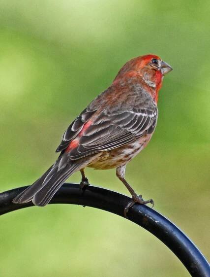 House-Finch7