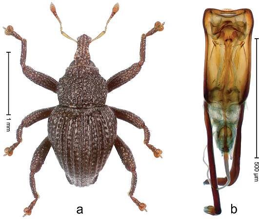 Trigonopterus lampungensis