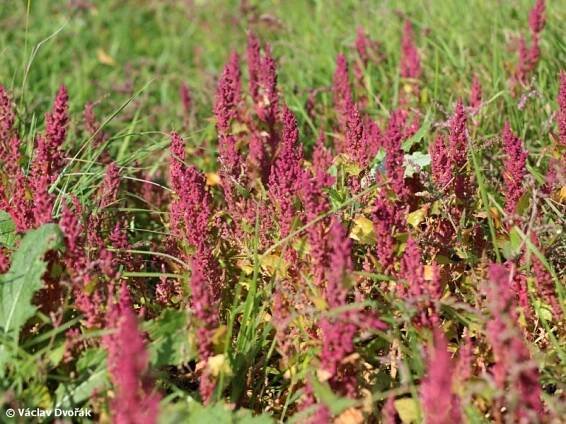 Chenopodium chenopodioides - merlík slanomilný | Amaranthaceae - laskavcovité | Natura Bohemica